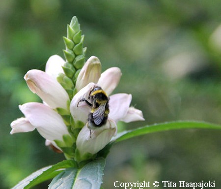 Chelone glabra, valkokonnanyrtti